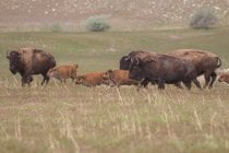 Bison beobachtung