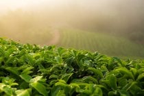 Campos de té verde