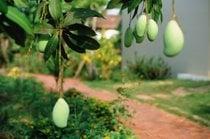 Stagione del mango