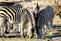 Afrikanische Zebras