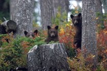 Observação do Urso Grizzly