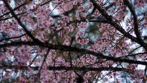 India International Cherry Blossom Festival