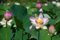 Lotus and Water Lilies at the Kenilworth Aquatic Garden