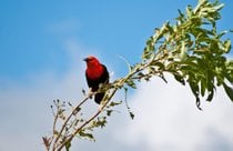 Observación de aves o ornitología