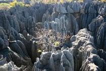 Foresta di pietra Tsingy de Bemaraha