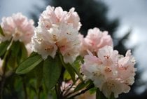 Rhododendron Blooming en las cordilleras de Dandenong Jardín Botánico