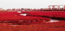 Der rote Strand von Panjin