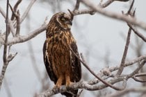 Best Chance of Spotting Elusive Owls
