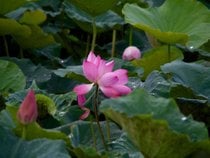 Saison du lotus de Tainan Baihe