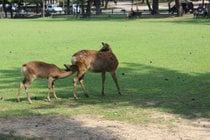 Bebé ciervo en el Parque Nara
