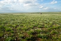 Wildflowers of Steppes