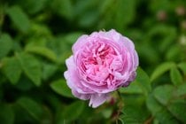 Centifolia Rose und Jasmin-Ernte