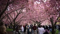 Sakura Matsuri: Festival de los Cerezos en Flor