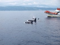 Delfine und Wale beobachten