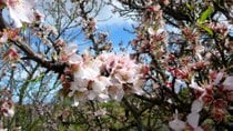 Almond Trees in Bloom