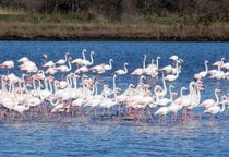 Flamingos en Ulcinj
