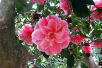 Camellias dans les jardins de Descanso
