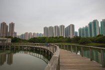 Migratory Birds at Hong Kong Wetland Park