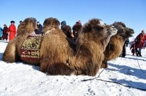 Festival des mille chameaux