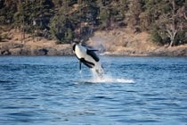 Observação de baleias em Seattle