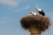 Storks of Volubilis