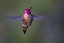 Hummingbirds in Oregon