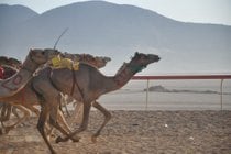 Courses de chameaux
