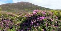 Les Rhododendrons de Vee Pass
