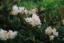 Rhododendron Blumen