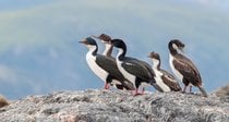 Cormorans de la Patagonie