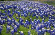 Bluebonnets (Lupinus texensis)