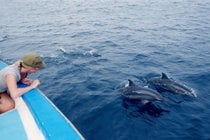 Osservazione di delfini