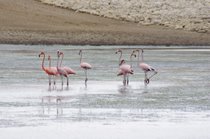 Flamingo Watching