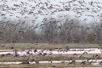 La migración de las grullas