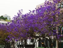 Jacaranda-Bäume in Blüte