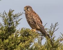 Observation des oiseaux à Sagres