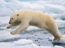Osservazione degli orsi polari