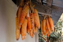 Maíz (Corn) Season