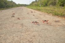 Migration du crabe