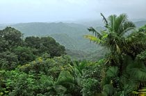 El Yunque Nationalwald