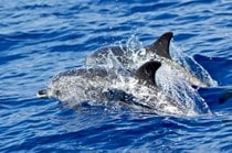 Osservazione di balene e delfini