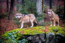 Besichtigen von Wildtieren im Nationalpark Bayerischer Wald