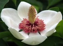 Magnolias in Giardino Botanico Meise
