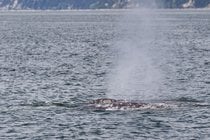 Balene grigie vicino a Everett
