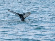 Observation des baleines à Virginia Beach