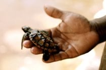 Saison de nidification de la tortue marine