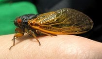 Cicada Mania