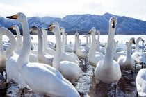 Whooper Cisnes en el lago Kussharo