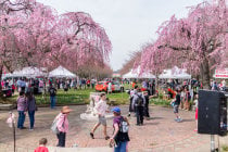 Shofuso Cherry Blossom Festival of Philadelphia