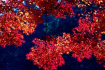 Follaje de otoño (Kōyō)